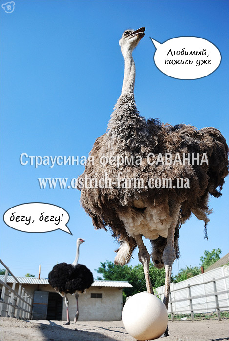 ���������� ����� �������