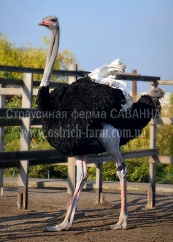 ostrich farm Savannah - breeding African ostriches