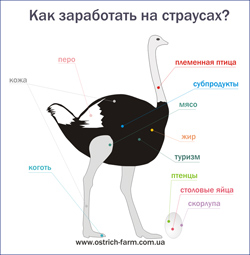 як заробити на страусих