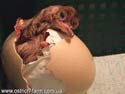 ���� - ������ �����