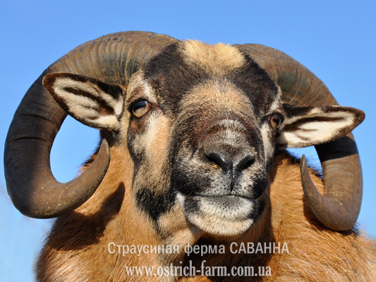 Страусиная ферма Саванна