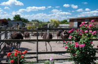 ������ �� ����-������ SAVANNA OPEN 2011